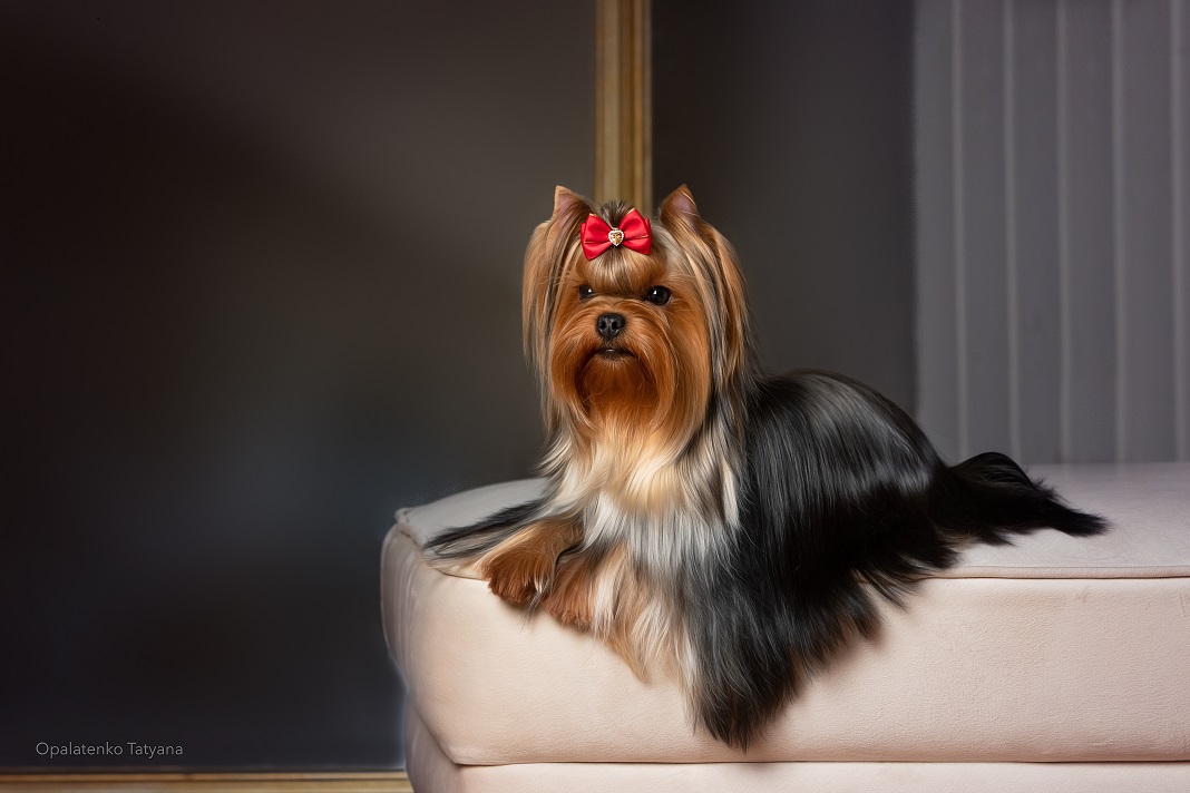 SOLNTCE AMYRA MIDEA QUEEN POWER &mdash; Labaza DogPedigree YorkshireTerrier